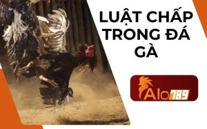 Luật Chấp Trong Đá Gà